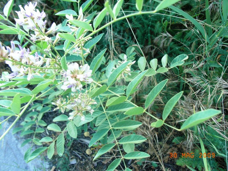 Glycyrrhiza glabra